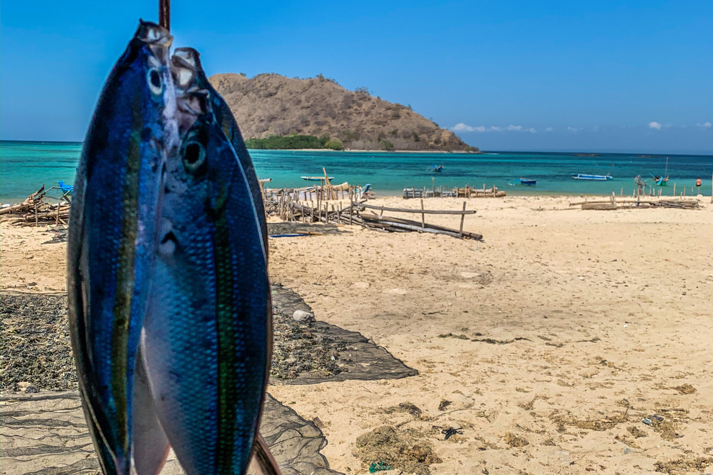 Fresh fish with beautiful colors with an amazing sandy beach in the background