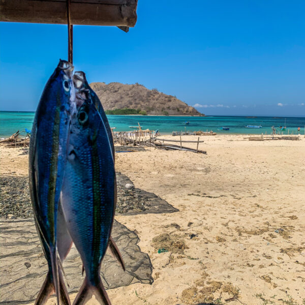 Fresh fish with beautiful colors with an amazing sandy beach in the background